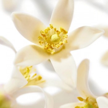NUXE HUILE PRODIGIEUSE NEROLI 100 ML